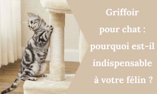 Griffoir pour chat : pourquoi est-il indispensable à votre félin ? - My Little Kat