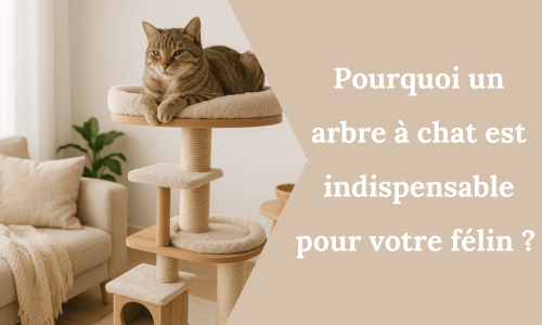 Pourquoi un arbre à chat est indispensable pour votre félin ? - My Little Kat