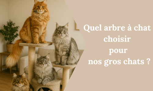 Quel arbre à chat choisir pour nos gros chats ? - My Little Kat