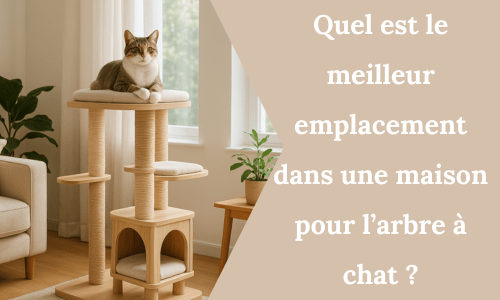 Quel est le meilleur emplacement dans une maison pour l’arbre à chat ? - My Little Kat