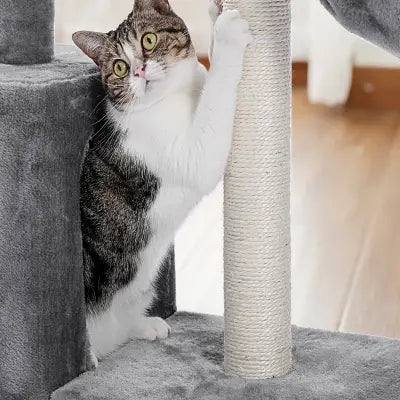 chat-aiguise-ses-griffes-arbre-à-chat