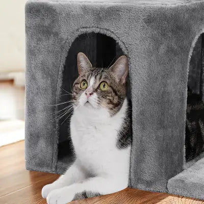 chat-se-repose-dans-l-arbre-à-chat