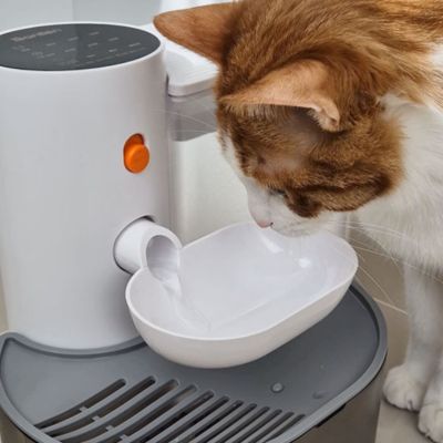 Fontaine a eau chat | CAMELIA™ Sans filtres - My Little Kat