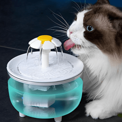 Fontaine à eau pour chat | PAQUERETTE™ - My Little Kat
