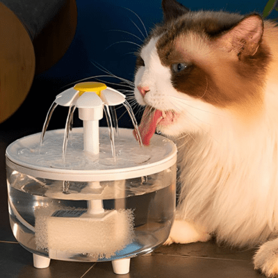 Fontaine à eau pour chat | PAQUERETTE™ - My Little Kat