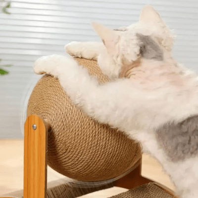 griffoir-chat-cary-179050