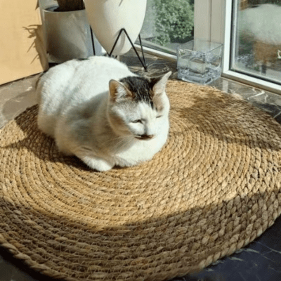 griffoir-pour-chat-abie-293868