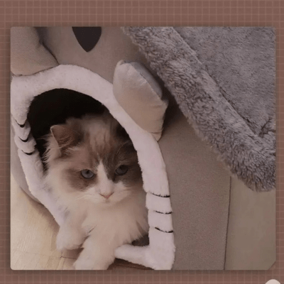 Maison pour Chat | ADAâą - My Little Kat