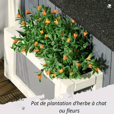 Maison pour Chat Extérieur | VILLA™ - My Little Kat
