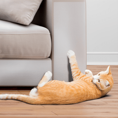 Protection Anti - Griffes Invisible | Griff'Stop Invisible 30 cm / 500 cm - My Little Kat