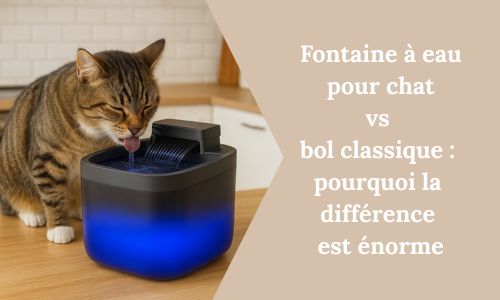 Fontaine à eau pour chat vs bol classique : pourquoi la différence est énorme - My Little Kat
