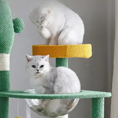 2-chats-sur-arbres-à-chat