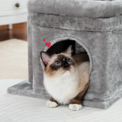 chat-dans-arbre-à-chat