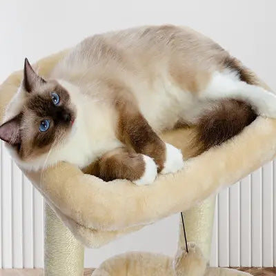 chat-qui-dort-sur-arbre-à-chat