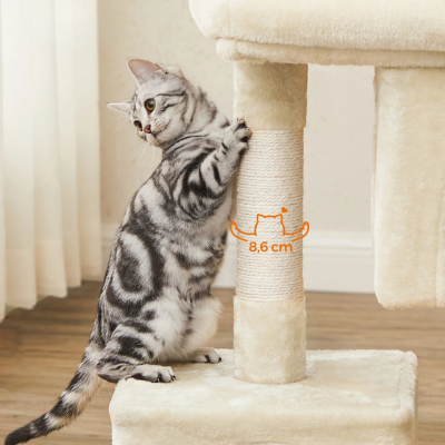 chaton-griffoir-arbre-a-chat-maine-coon