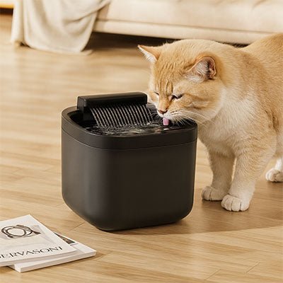 Fontaine a eau chat | GLYCINE ™ Noire à LED - My Little Kat