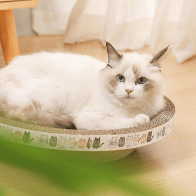 griffoir-a-chat-cypres-rond-471025