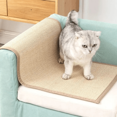 griffoir-chat-douglas-144942