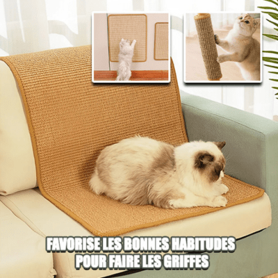 griffoir-chat-douglas-398894