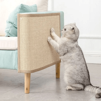 griffoir-chat-douglas-463326