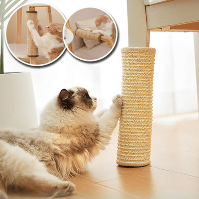 griffoir-chat-douglas-777264