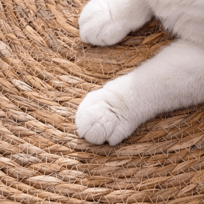 griffoir-pour-chat-abie-888844