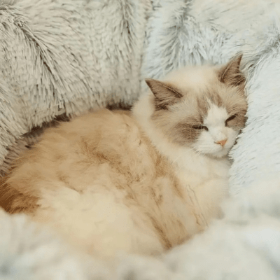 Lit pour Chat | IRIS™ Gris - My Little Kat