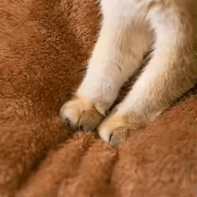 Maison pour Chat | MILA™ - My Little Kat