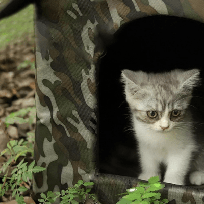 Niche pour Chat | OLGA™ - My Little Kat
