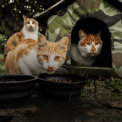Niche pour Chat | OLGA™ - My Little Kat